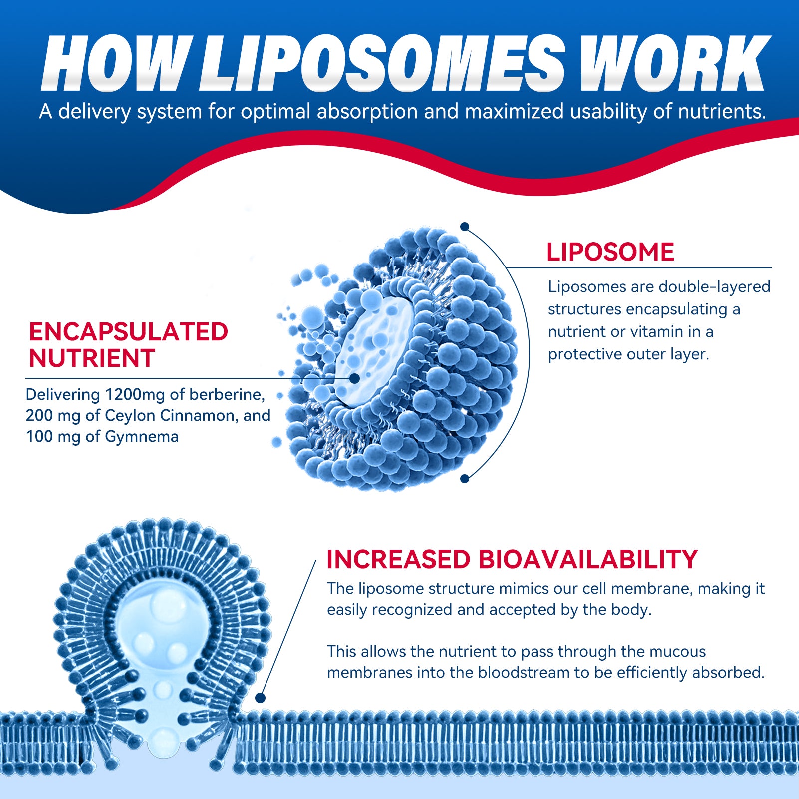1500mg Liposomal Berberine Supplement with ceylon cinnamon & Gymnema